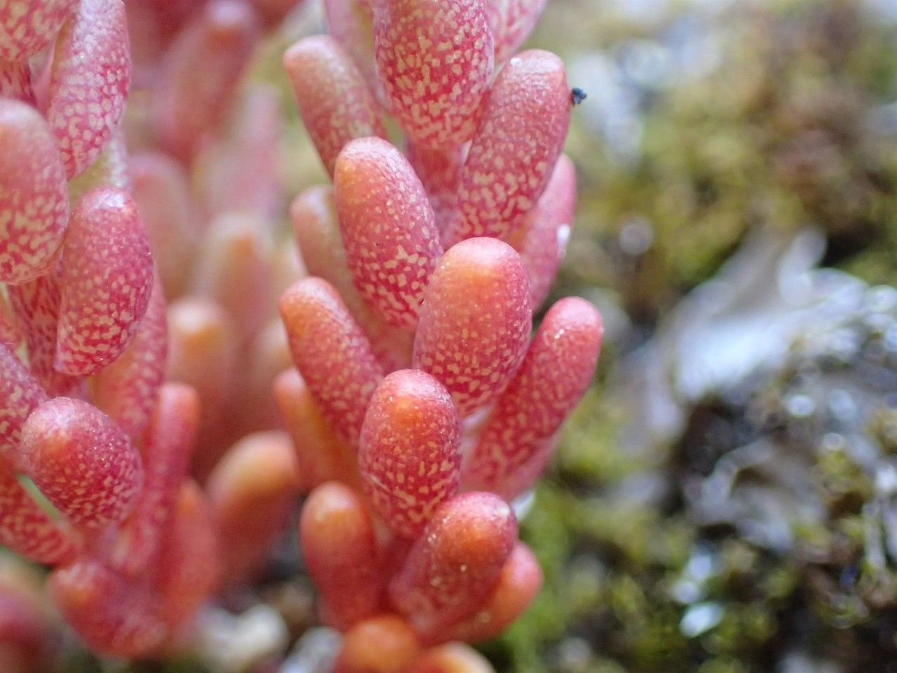 Sedum atratum — houseplant care guide