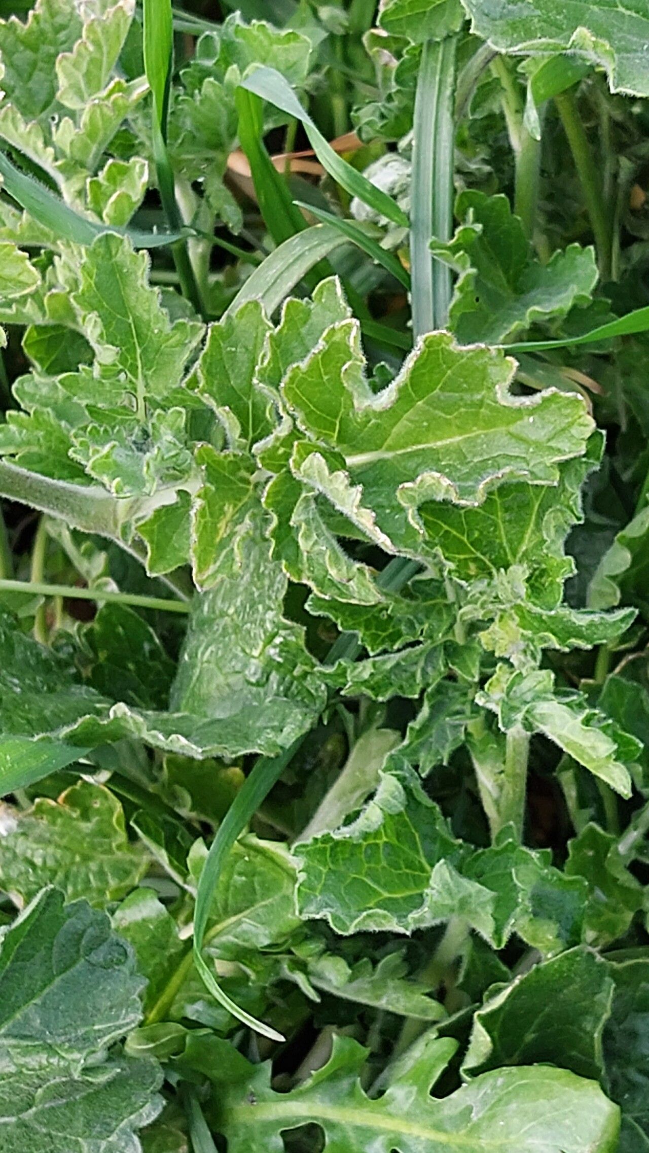 Rhamphospermum pubescens — related species from the same genus