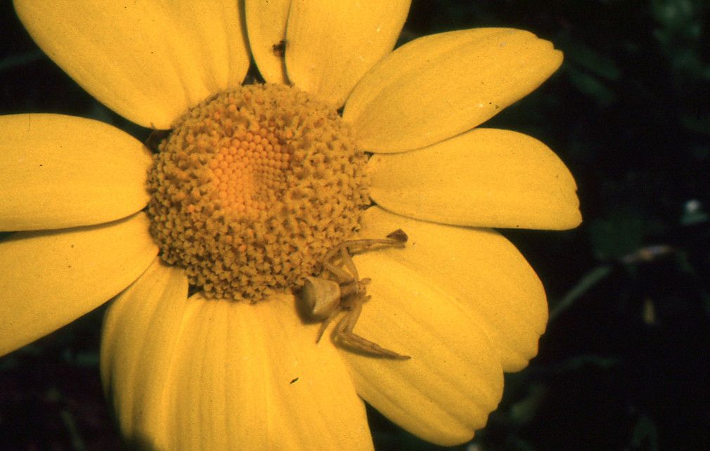 Glebionis segetum flower