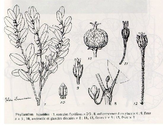 Phyllanthus buxoides other