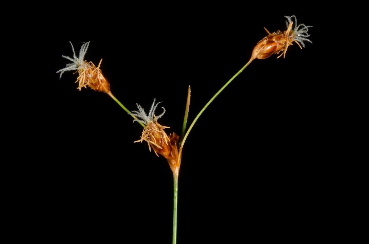 Fimbristylis gabonica — houseplant care guide