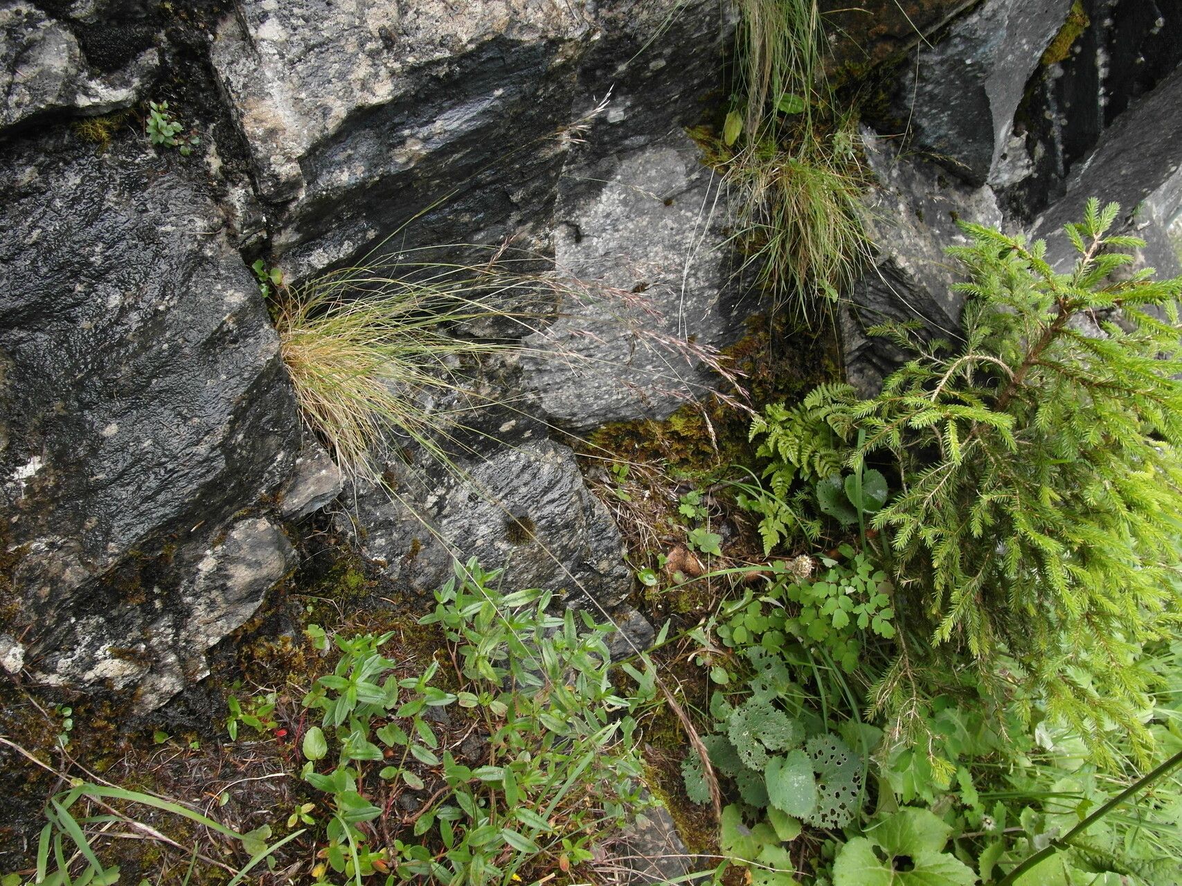 Agrostis schleicheri habit