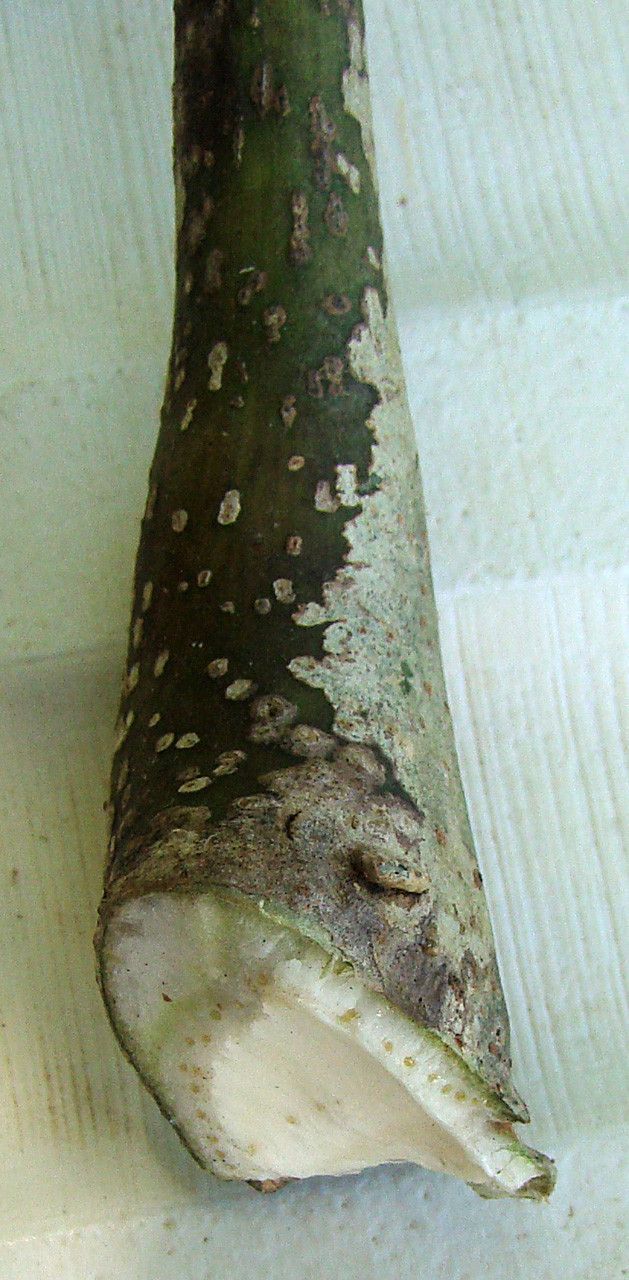 Meryta sonchifolia bark