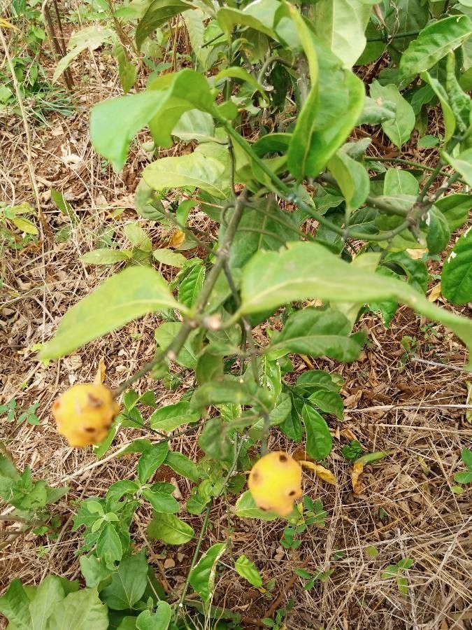Maesa novocaledonica fruit