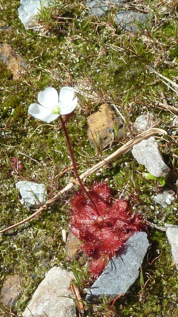 Drosera brevifolia flower