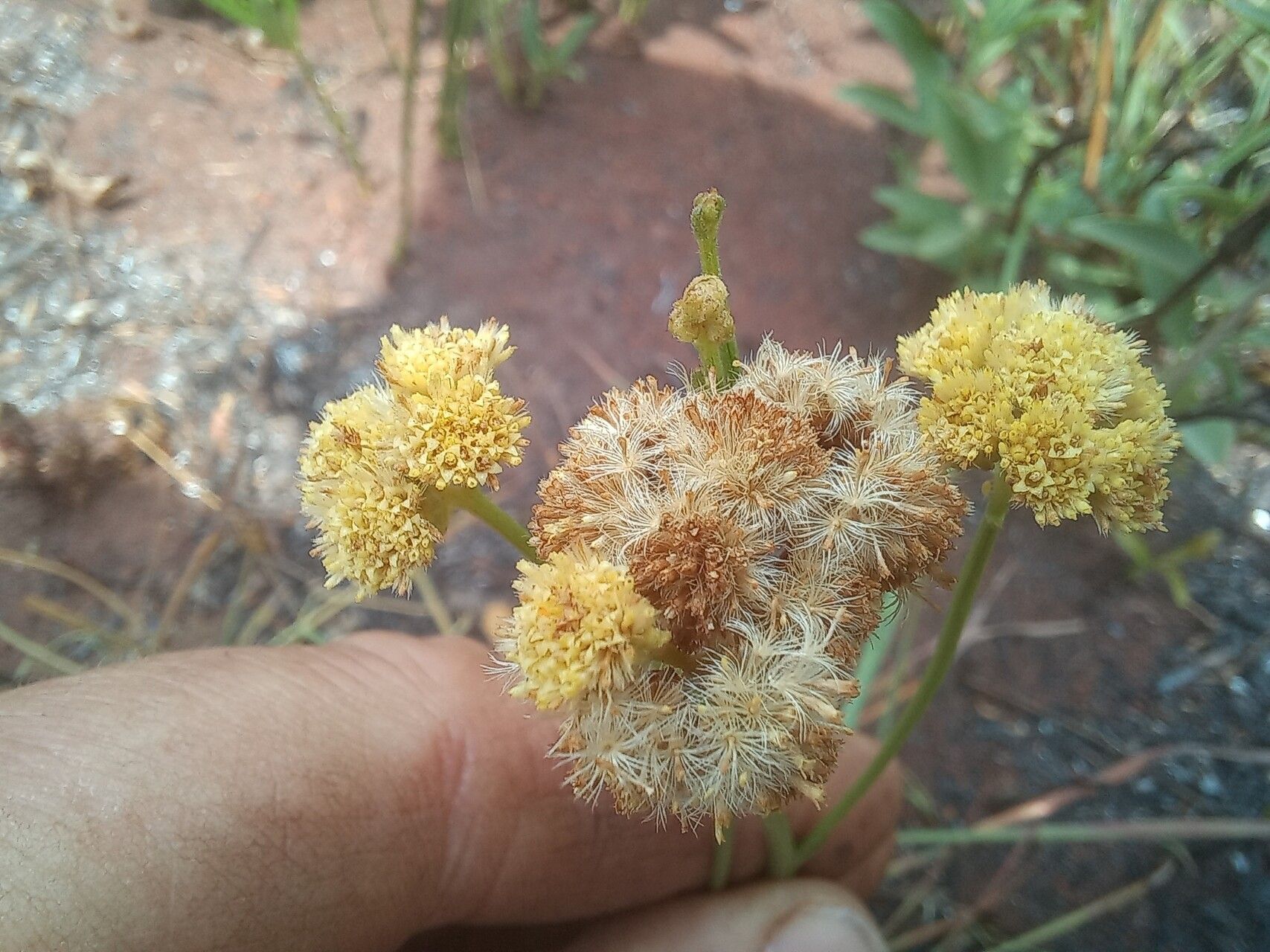 Nidorella spartioides flower