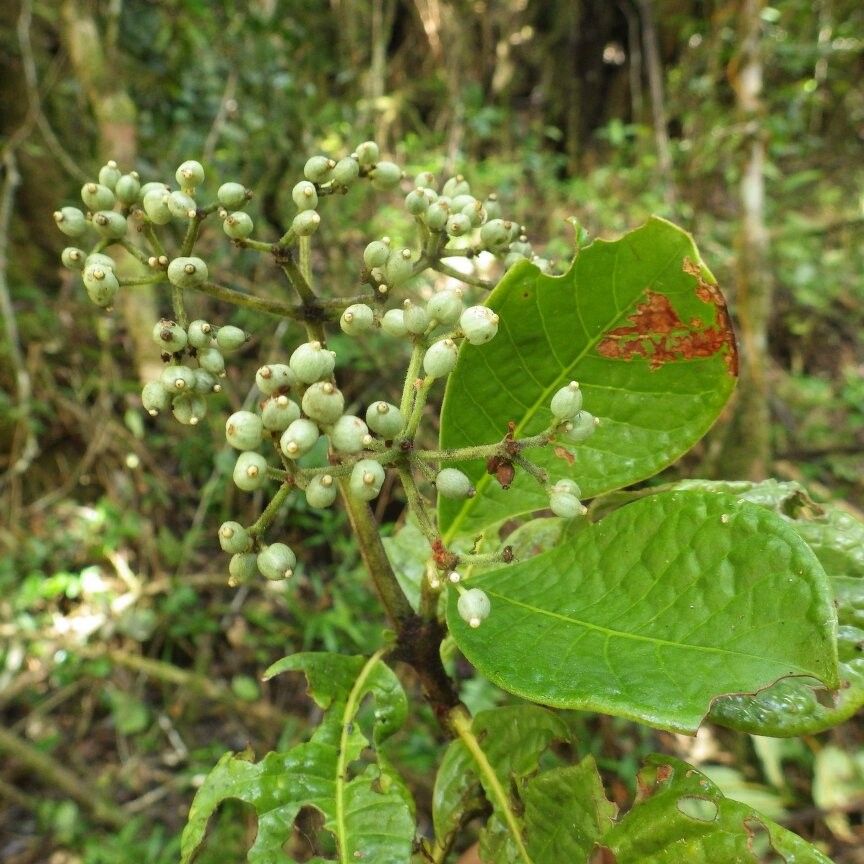 Psychotria integristipulata — houseplant care guide