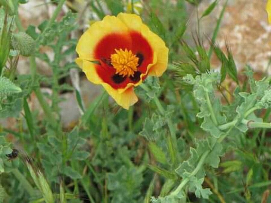 Glaucium leiocarpum flower