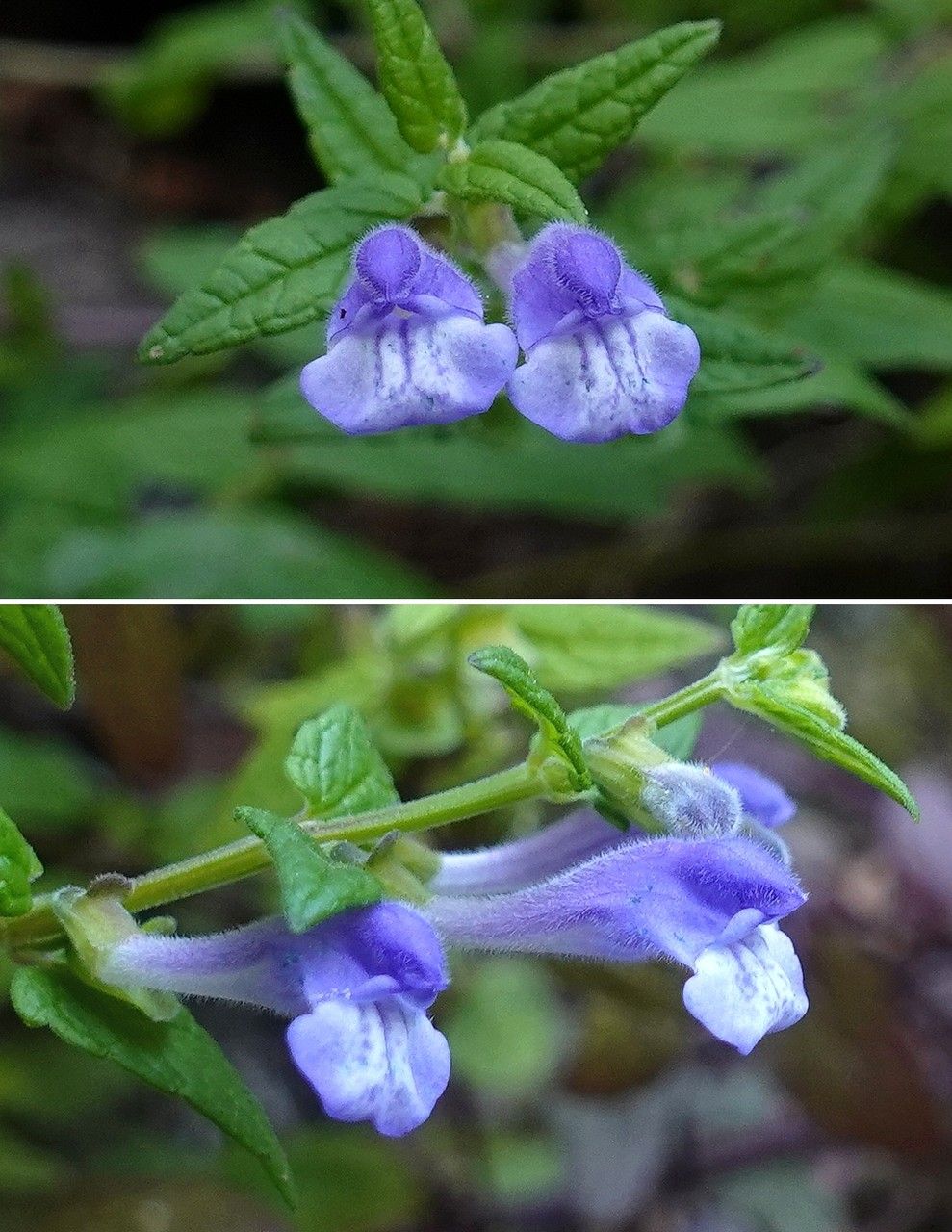 Scutellaria galericulata flower