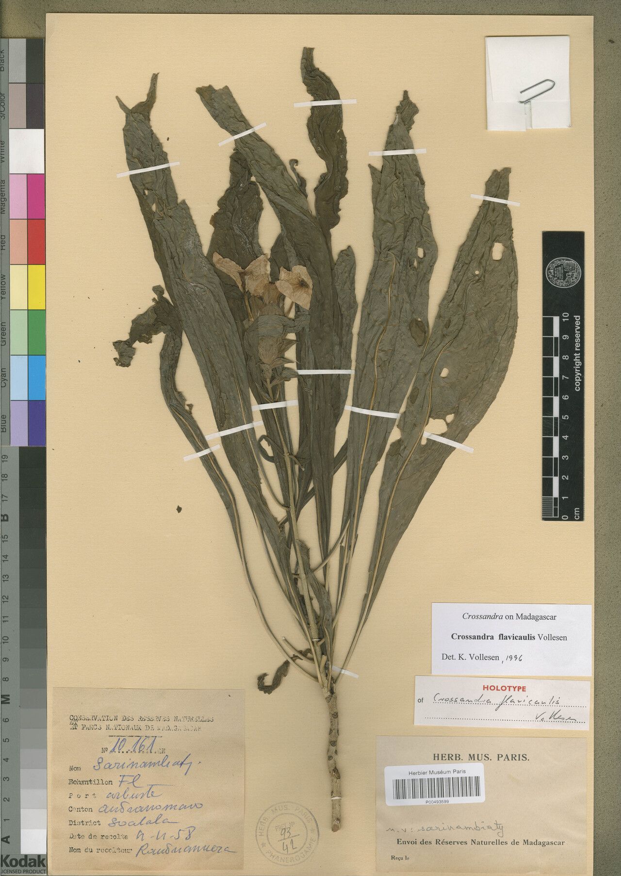 Crossandra flavicaulis — search result for 'Crossandra'