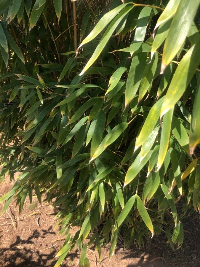 Phyllostachys viridiglaucescens leaf