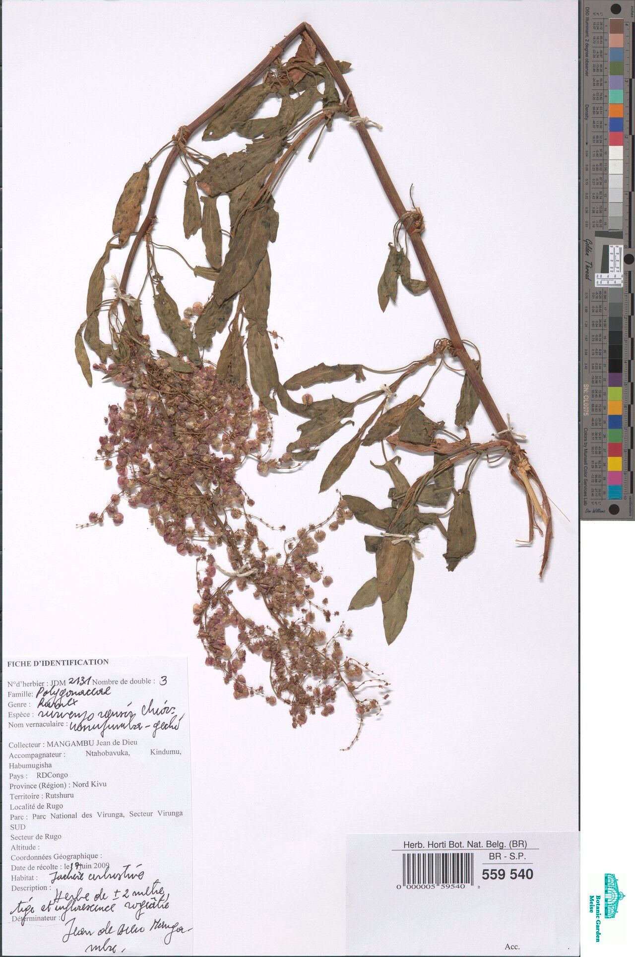 Rumex ruwenzoriensis — houseplant care guide