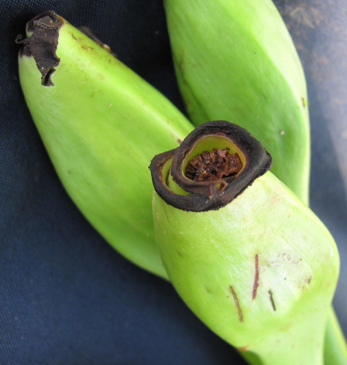 Syngonium hastiferum fruit
