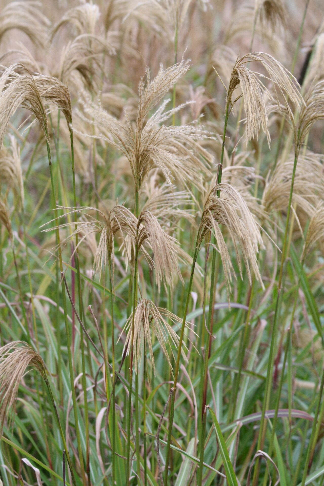 Miscanthus nepalensis flower