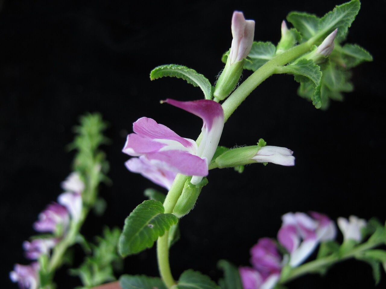 Pedicularis bifida habit