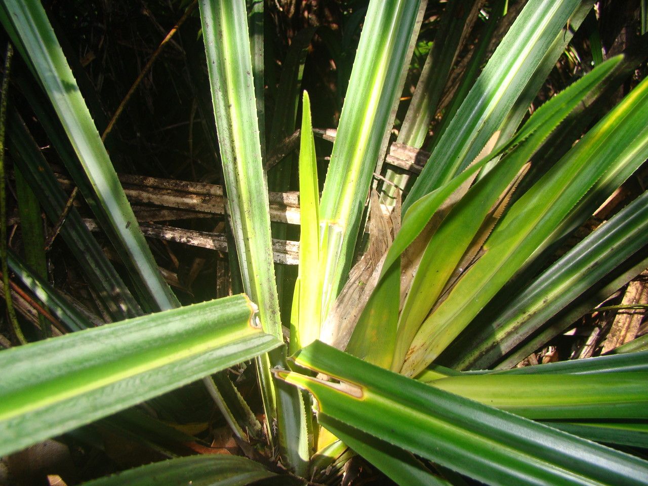Pandanus verecundus habit