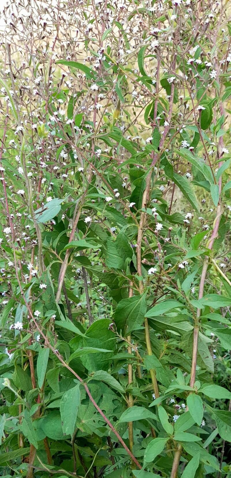 Stevia yaconensis habit