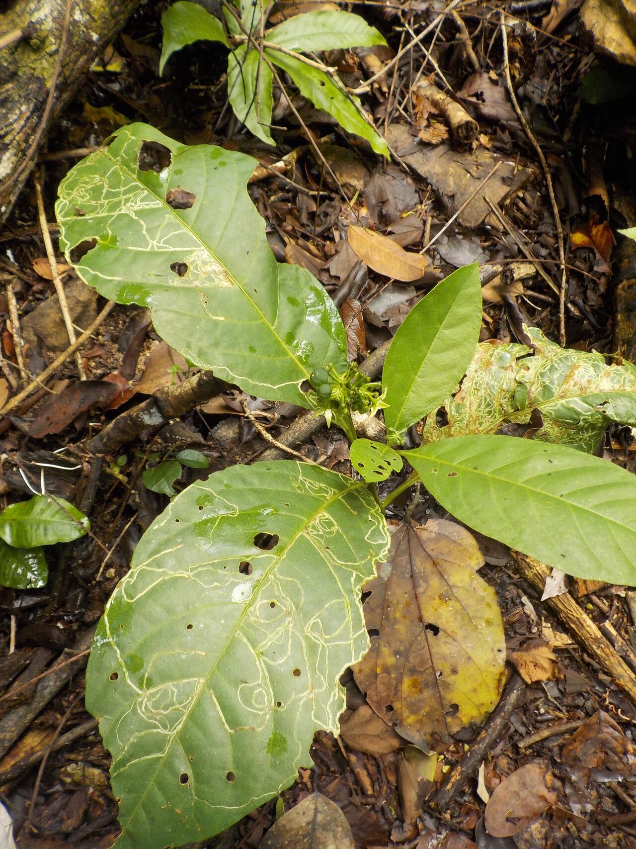 Solanum thelopodium habit