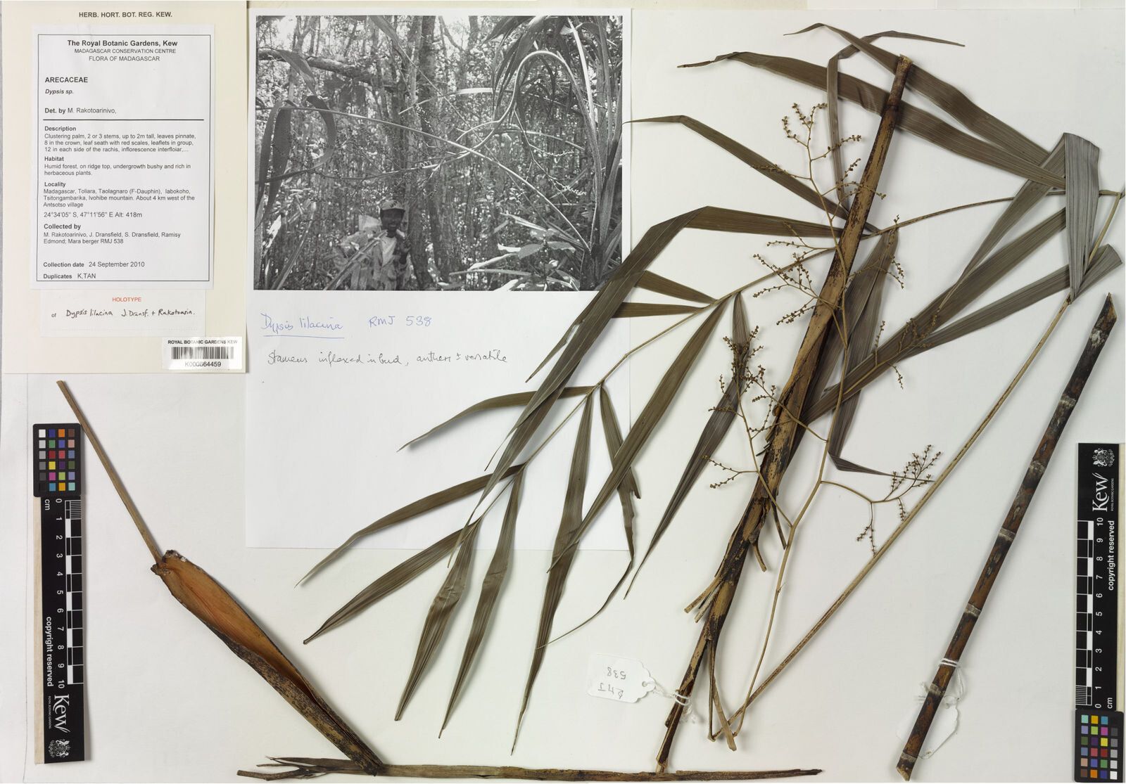 Dypsis lilacina — search result for 'Dypsis'