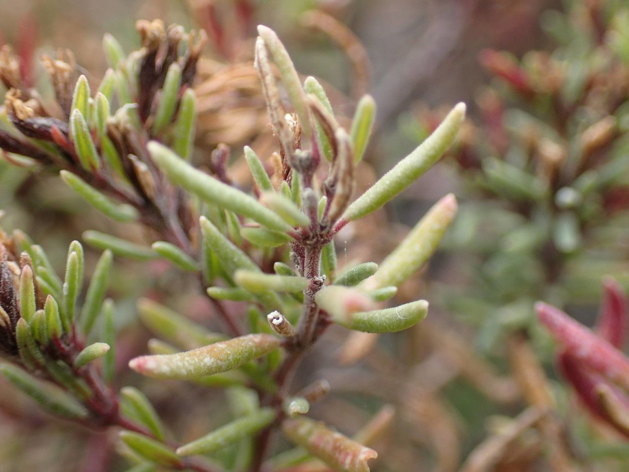 Frankenia capitata leaf