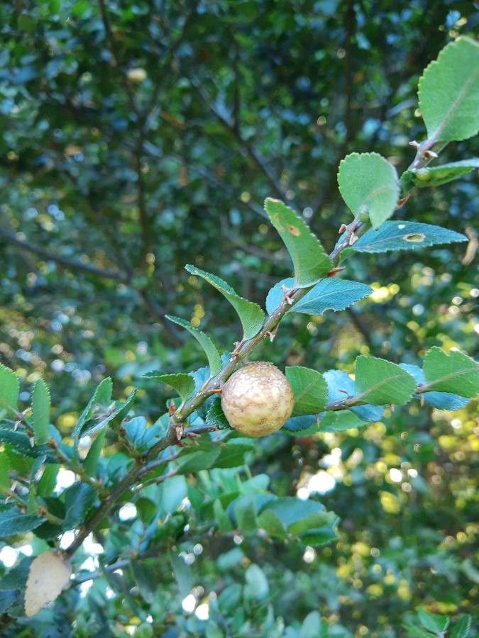 Nothofagus dombeyi fruit