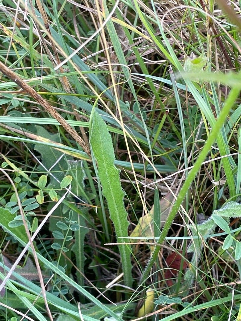 Hieracium sabaudum leaf