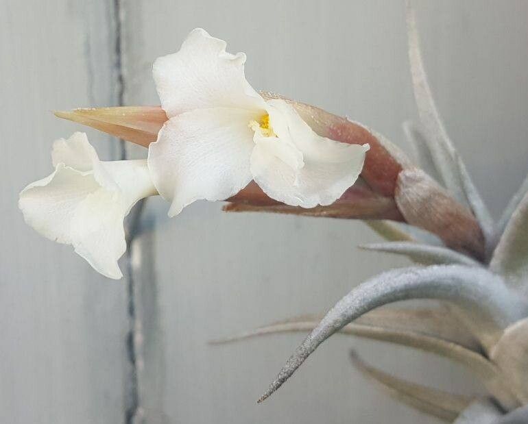 Tillandsia yuncharaensis — houseplant care guide