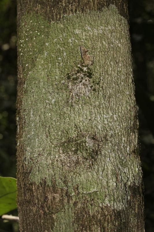 Maytenus oblongata bark