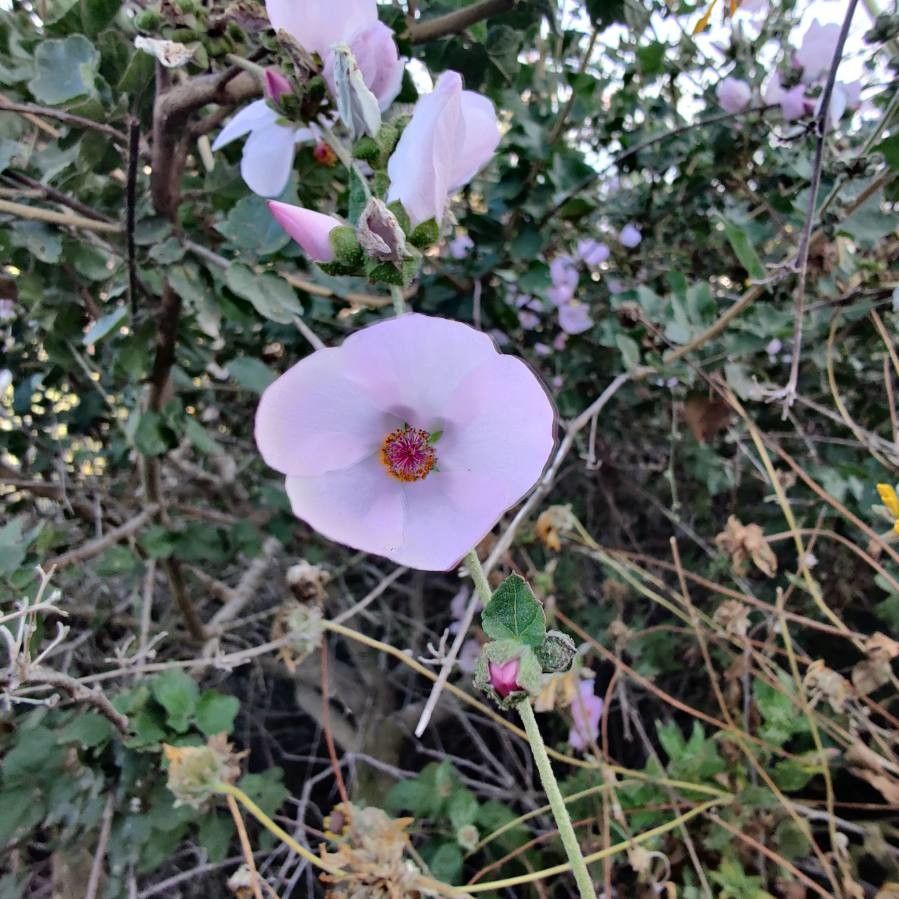 Malacothamnus fremontii — houseplant care guide