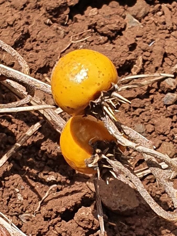 Solanum coagulans fruit
