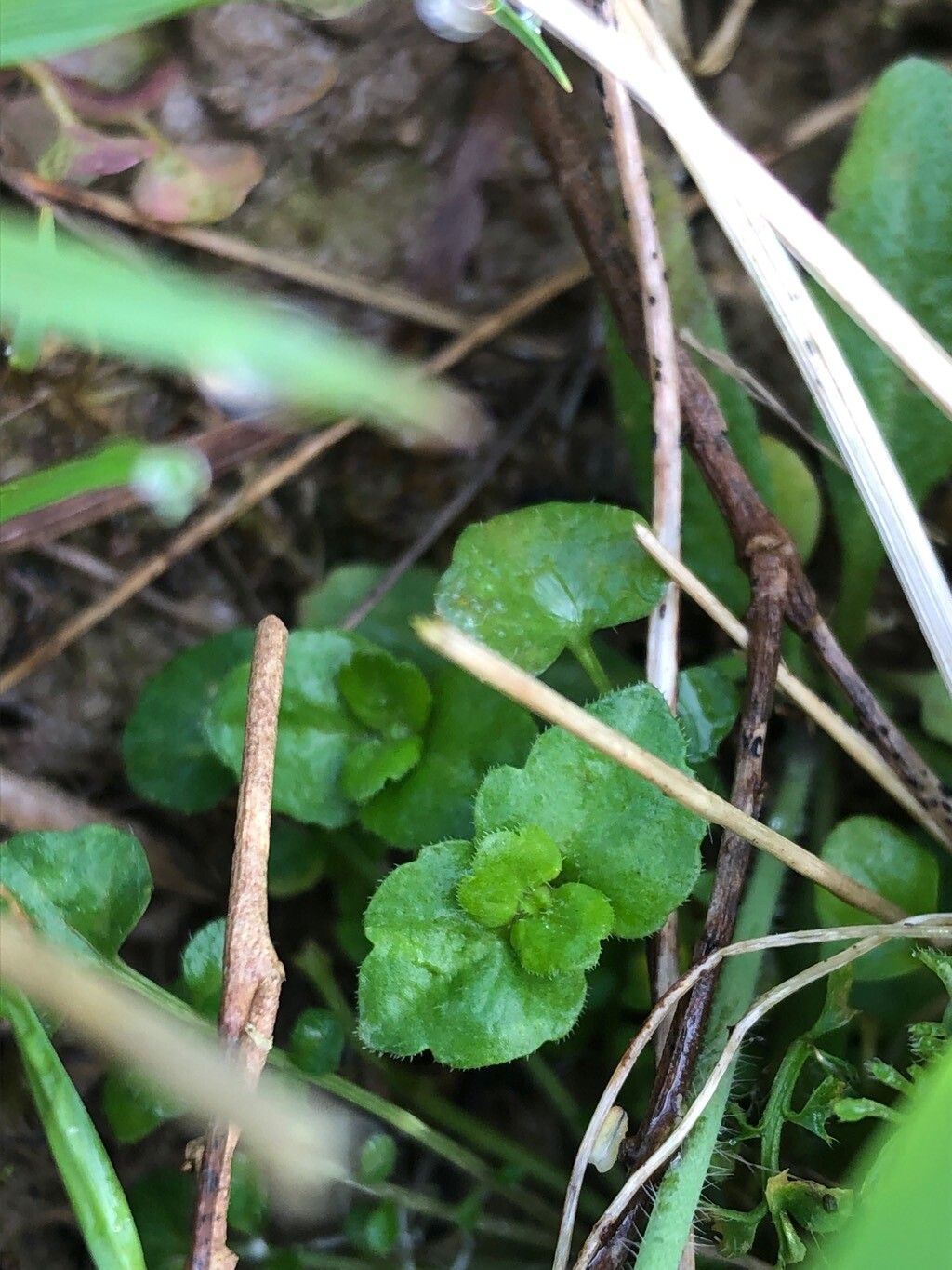 Veronica opaca — houseplant care guide