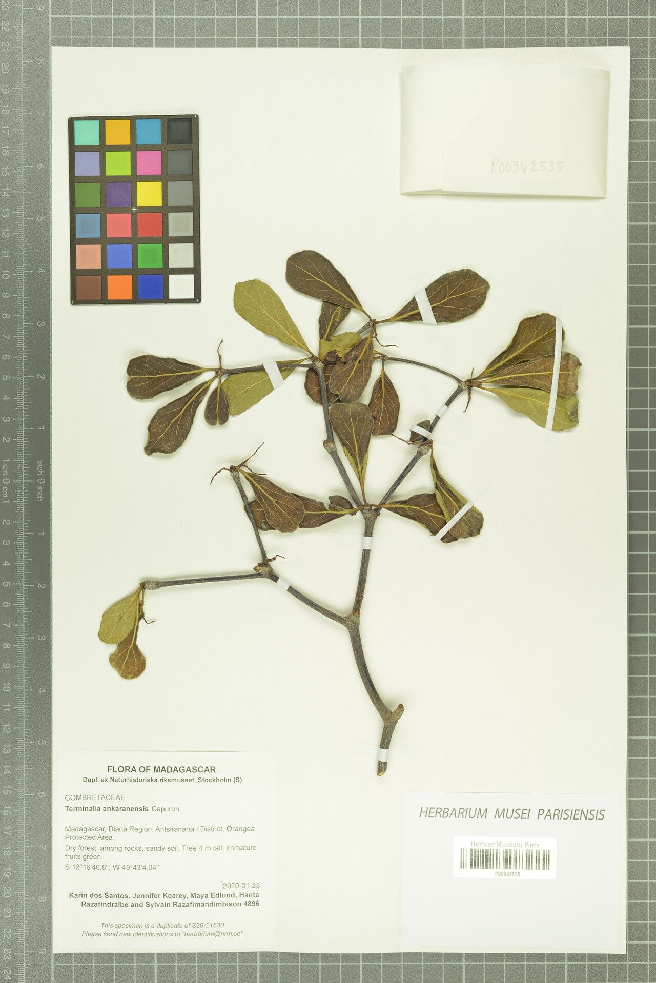 Terminalia ankaranensis