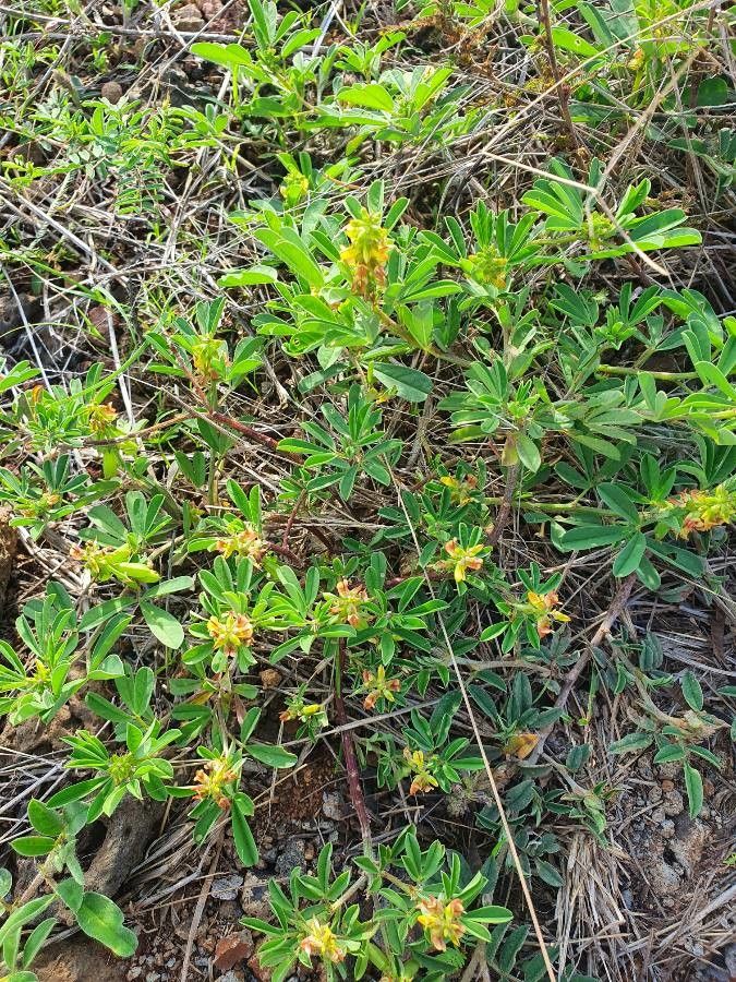Crotalaria pycnostachya flower