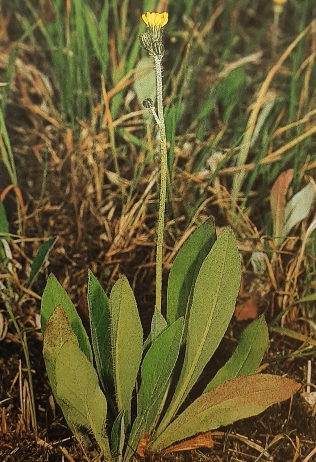 Pilosella macranthela — search result for 'Pilosella'