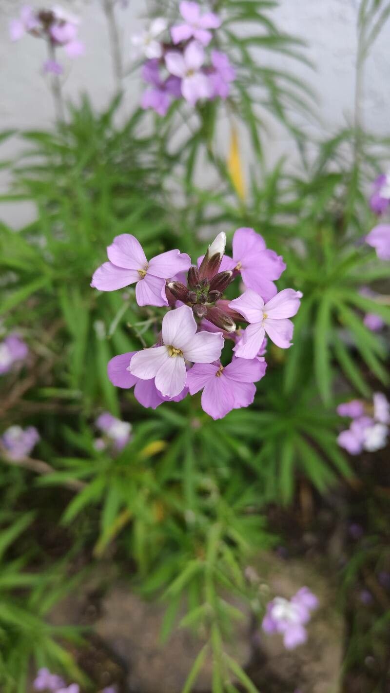 Teucrium bicolor flower