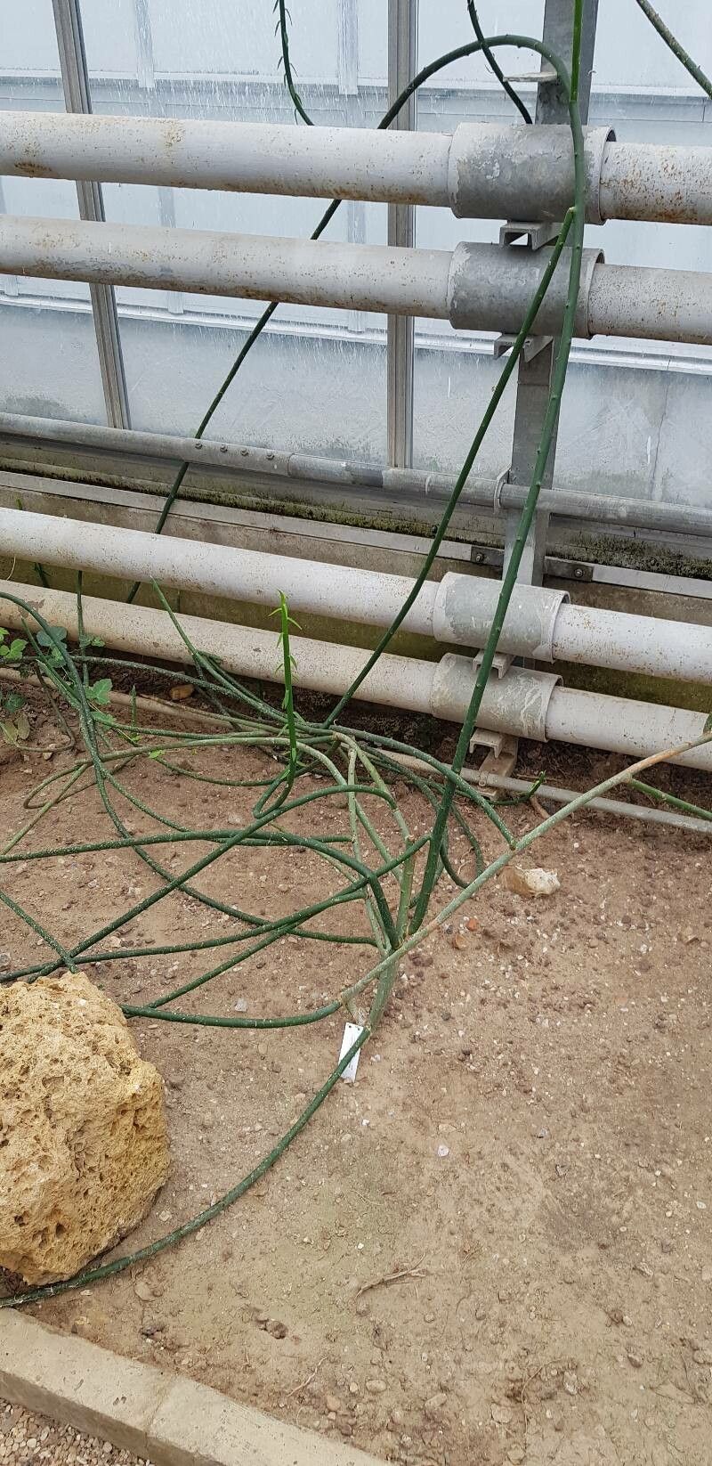 Euphorbia schimperi habit