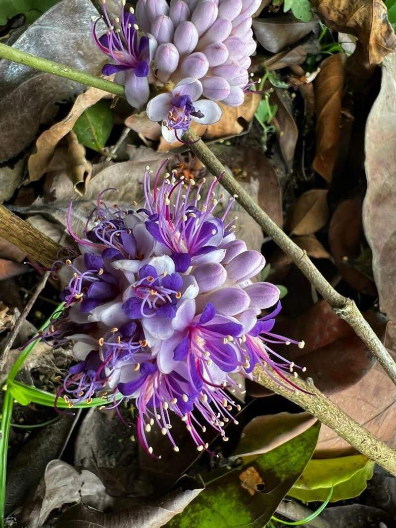 Leonardoxa africana flower