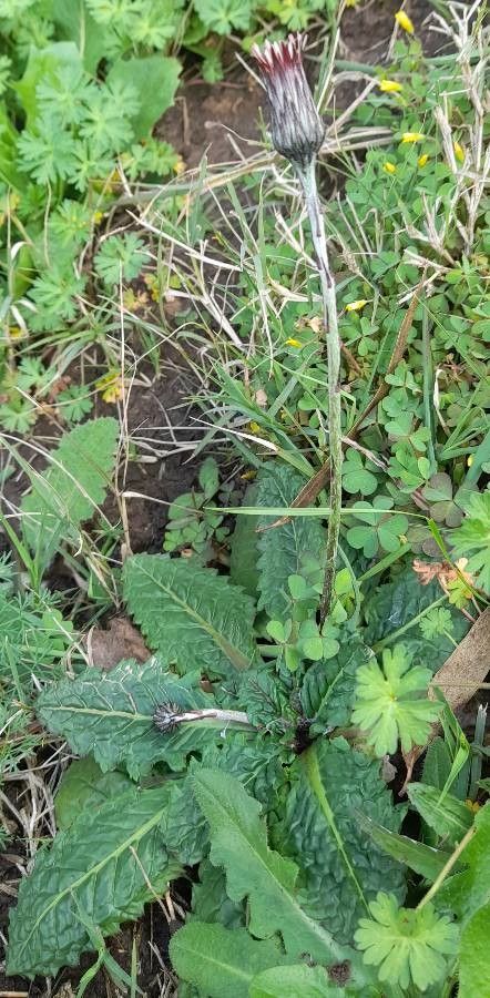 Chaptalia arechavaletae habit