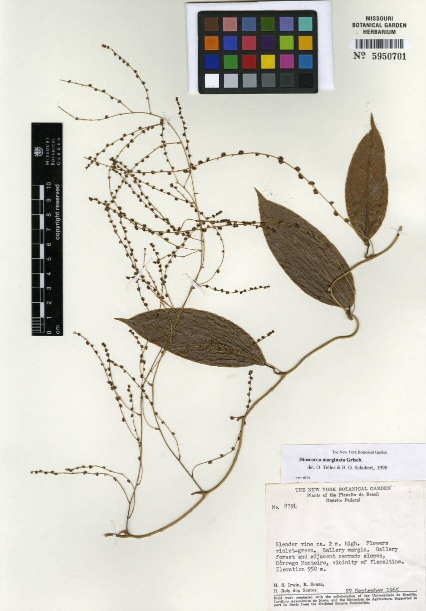 Dioscorea marginata — houseplant care guide