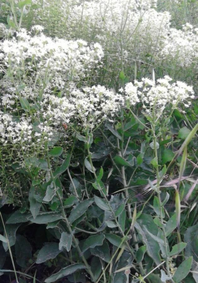 Eupatorium rotundifolium — search result for 'Eupatorium'