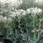 Eupatorium rotundifolium