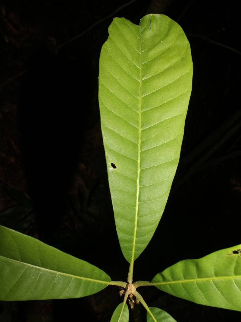 Pouteria fossicola leaf