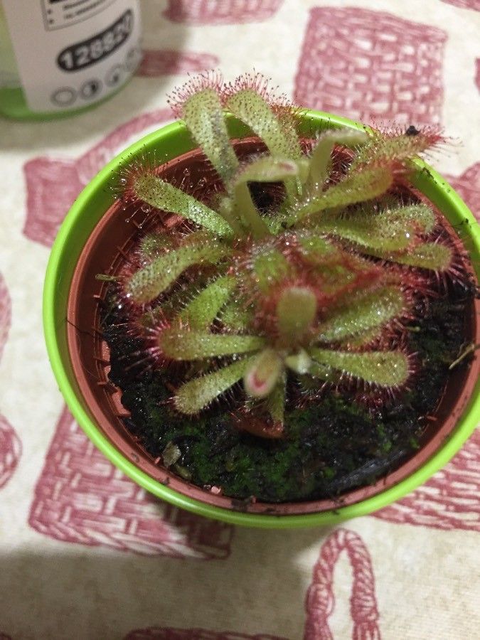 Drosera coccipetala — search result for 'Drosera'
