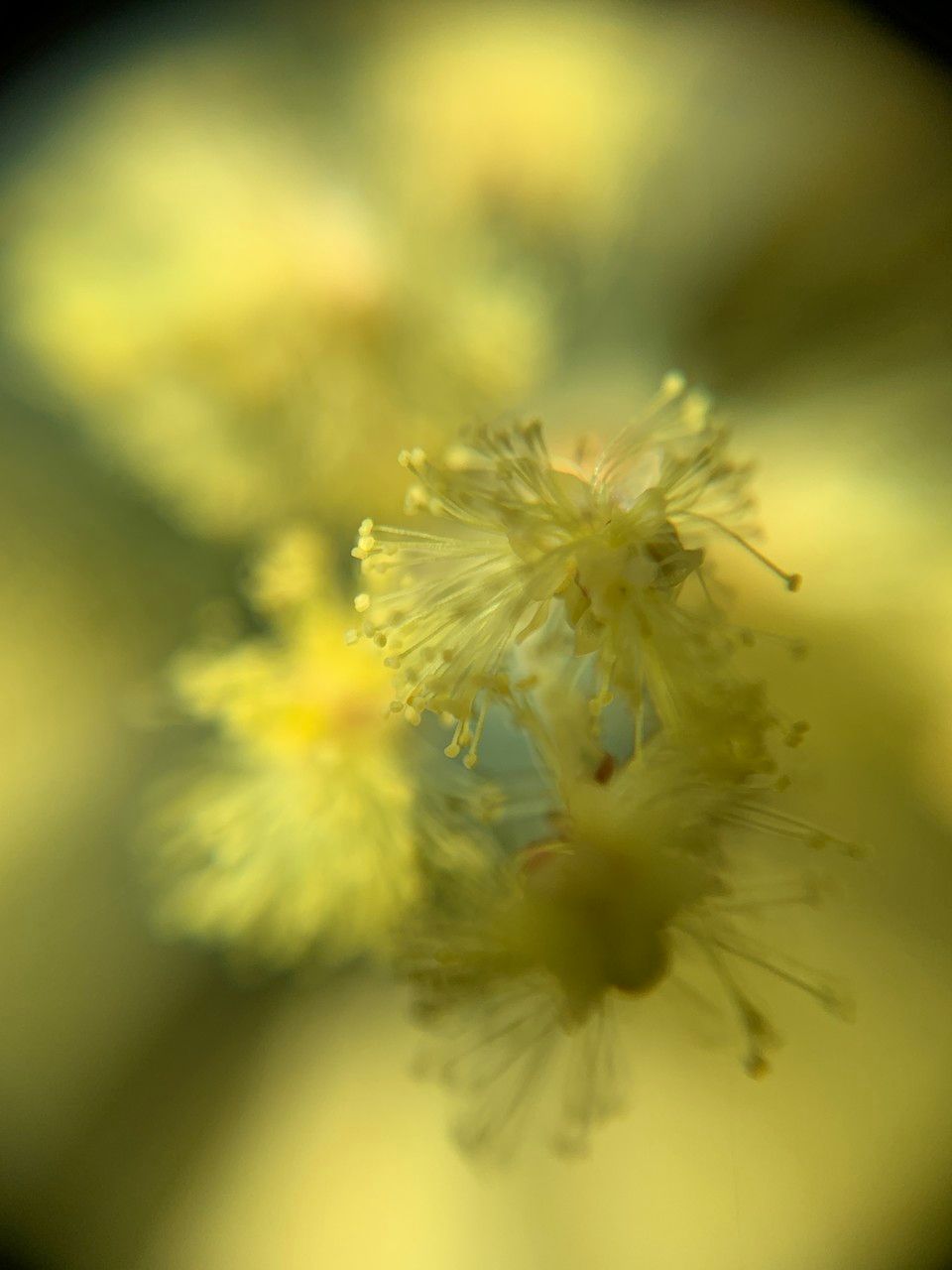 Acacia pravissima flower