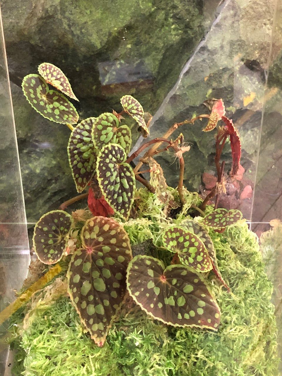 Begonia chlorosticta habit