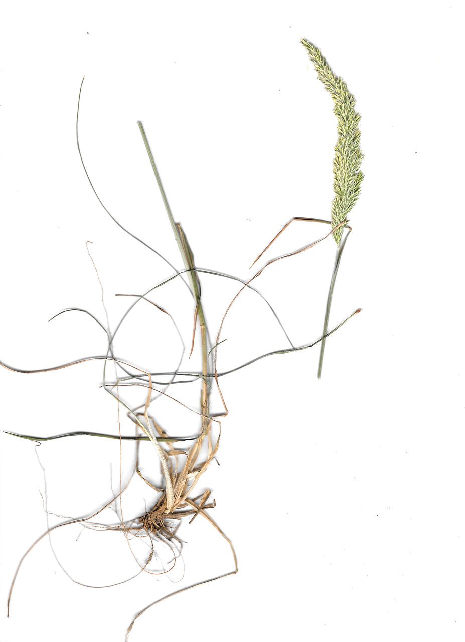 Koeleria arenaria — related species from the same genus