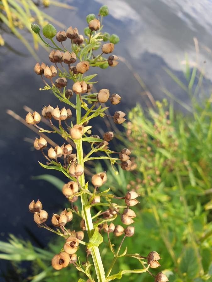 Scrophularia oblongifolia fruit