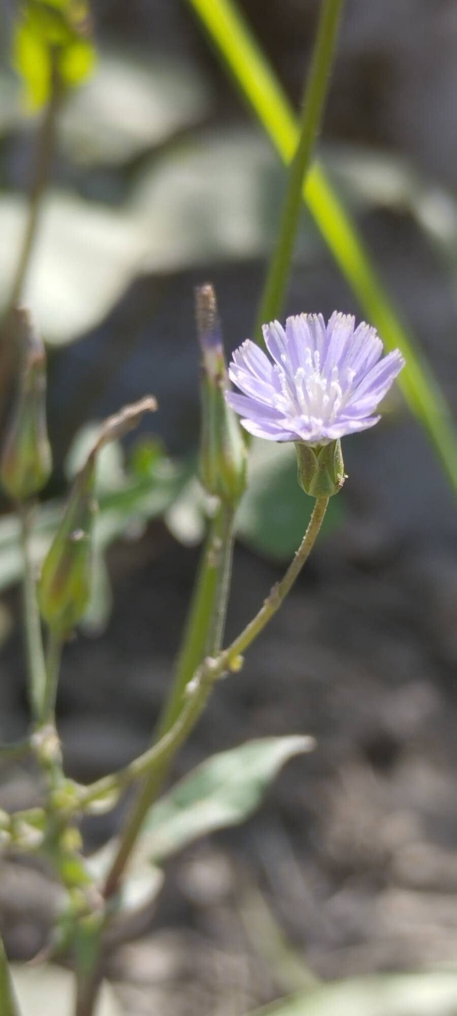 Lactuca dissecta flower
