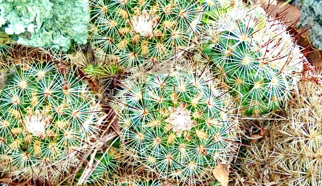 Mammillaria densispina — search result for 'Mammillaria'