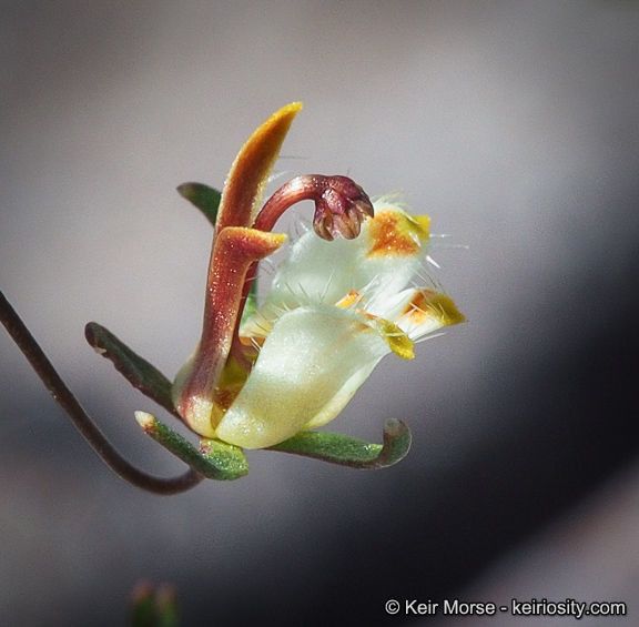 Nemacladus tenuis flower